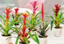 Bromelien