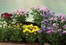 Astern / Chrysanthemen