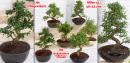 Bonsai