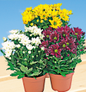 Topfchrysantheme