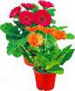 Gerbera Multiflower