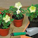 Christrose - Helleborus