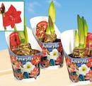 Amaryllis