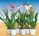 Exklusive Orchideen