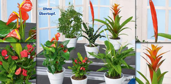 Exotische Pflanze von Aldi Süd ansehen!