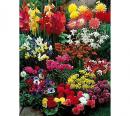 Dominik Gartenparadies Sommerflor-Blumenzwiebel-Sortiment