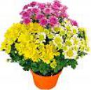 Chrysanthemen