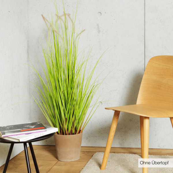 Künstliches Gras/ Künstliche Pflanze von Aldi Nord ansehen!