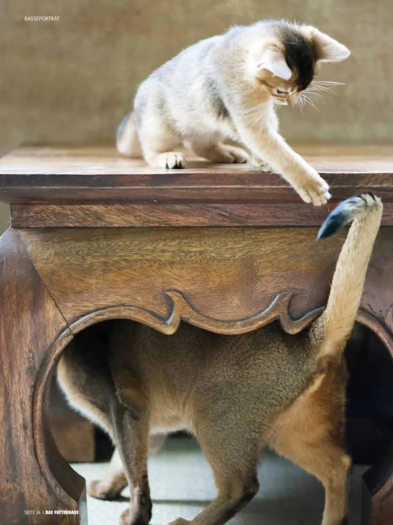 Das Futterhaus Prospekt vom 01.02.2026, Seite 24