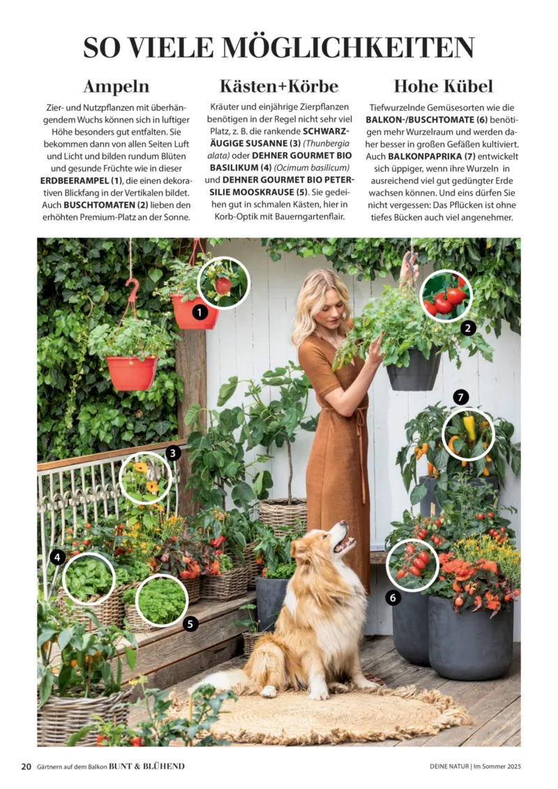 Dehner Prospekt vom 23.04.2025, Seite 20