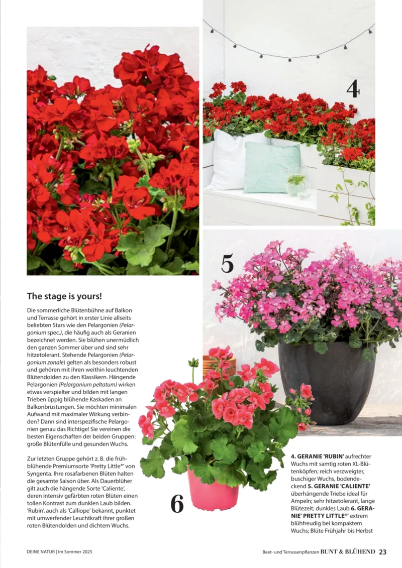 Dehner Prospekt vom 23.04.2025, Seite 23