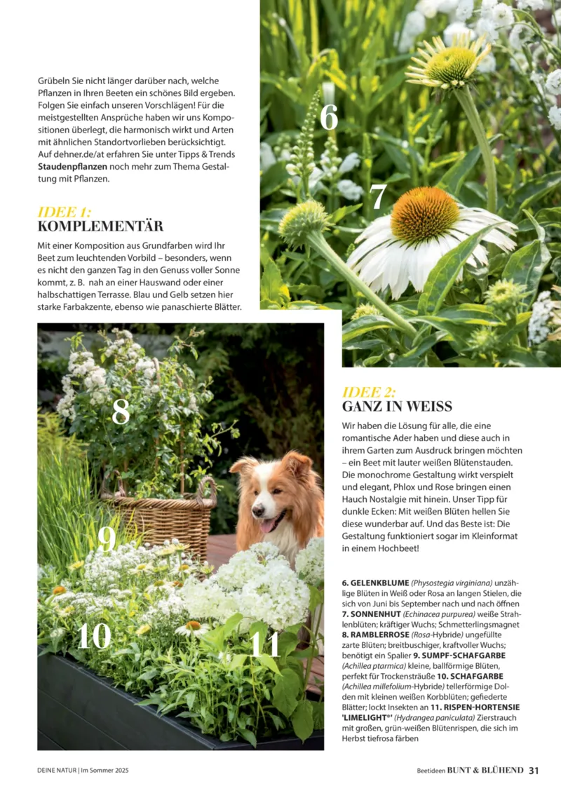 Dehner Prospekt vom 23.04.2025, Seite 31