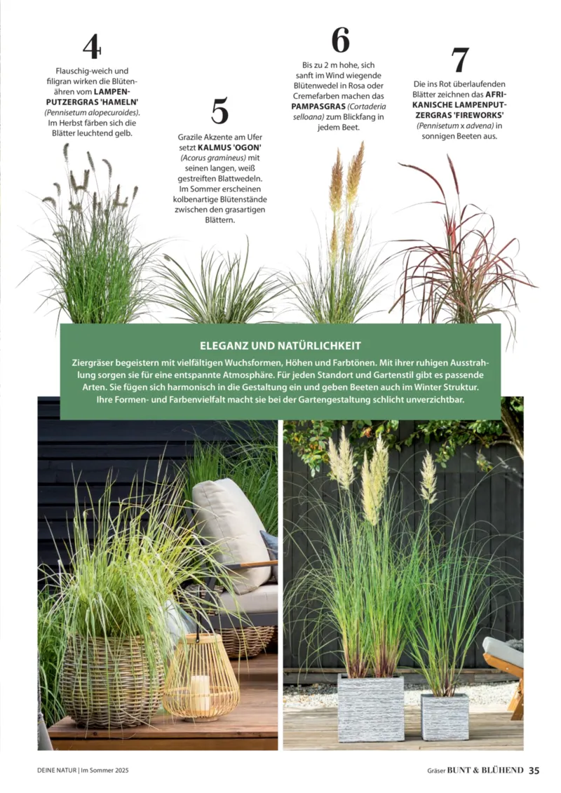 Dehner Prospekt vom 23.04.2025, Seite 35