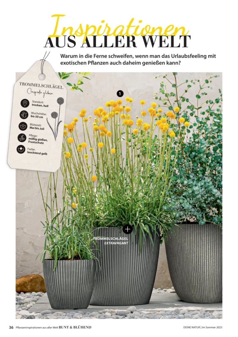 Dehner Prospekt vom 23.04.2025, Seite 36