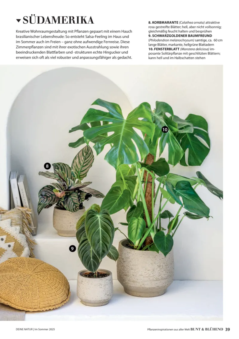 Dehner Prospekt vom 23.04.2025, Seite 39