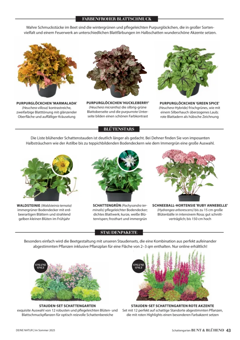 Dehner Prospekt vom 23.04.2025, Seite 43