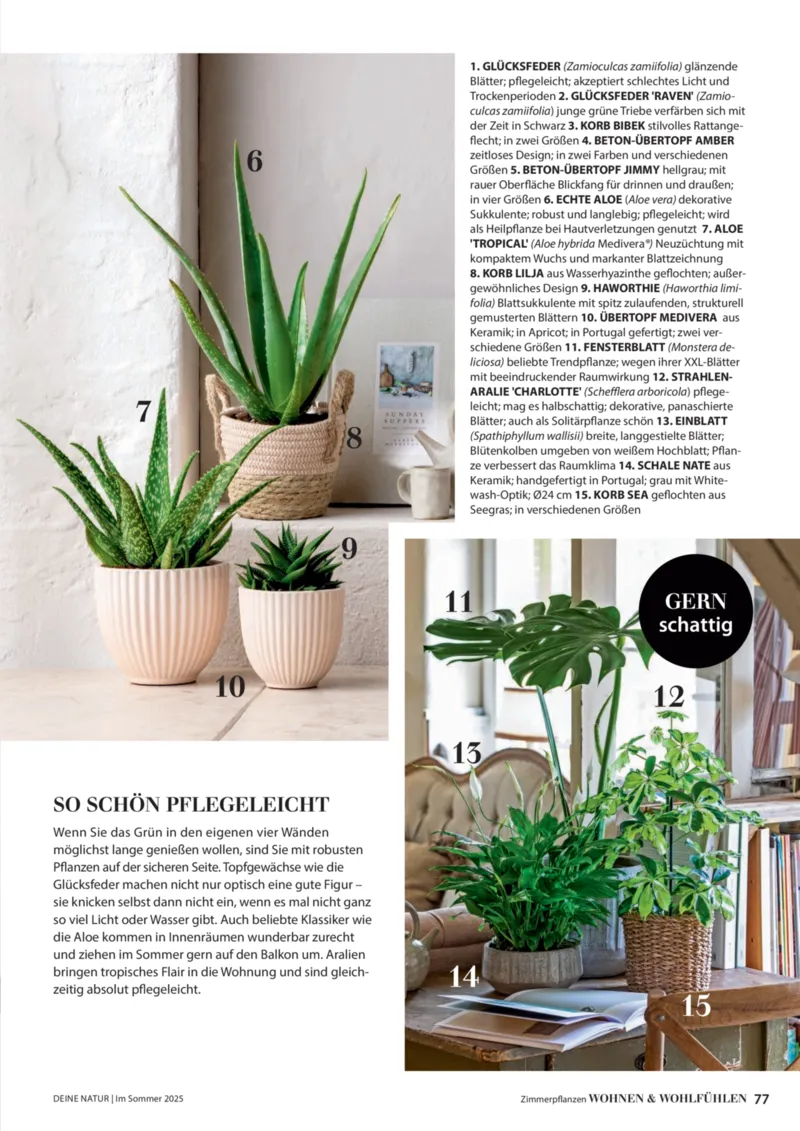 Dehner Prospekt vom 23.04.2025, Seite 77