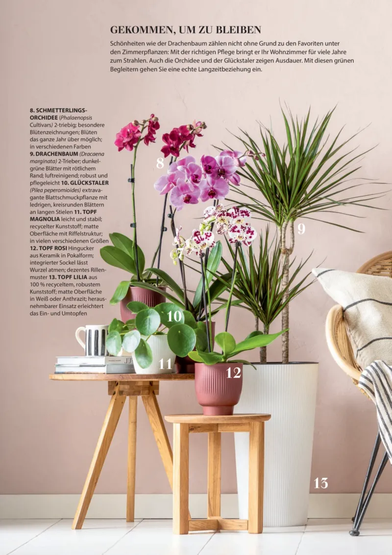 Dehner Prospekt vom 23.04.2025, Seite 79