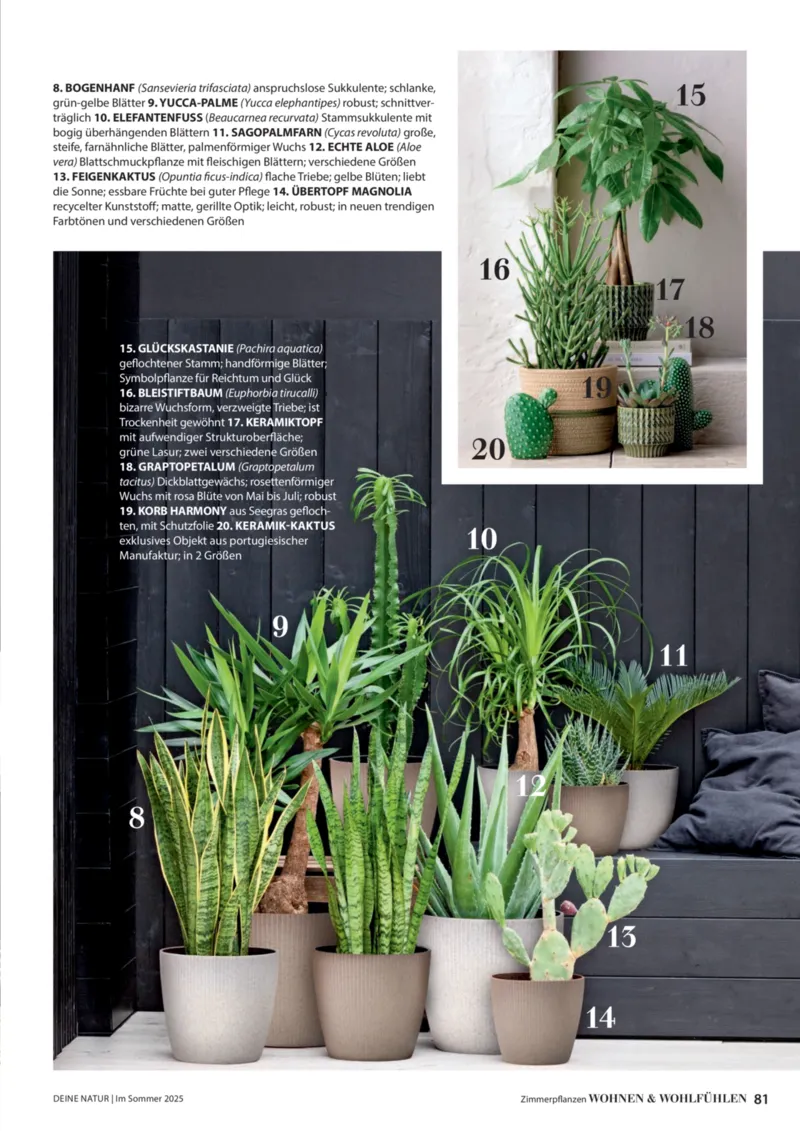 Dehner Prospekt vom 23.04.2025, Seite 81