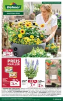 Dehner Prospekt vom 03.06.2025
