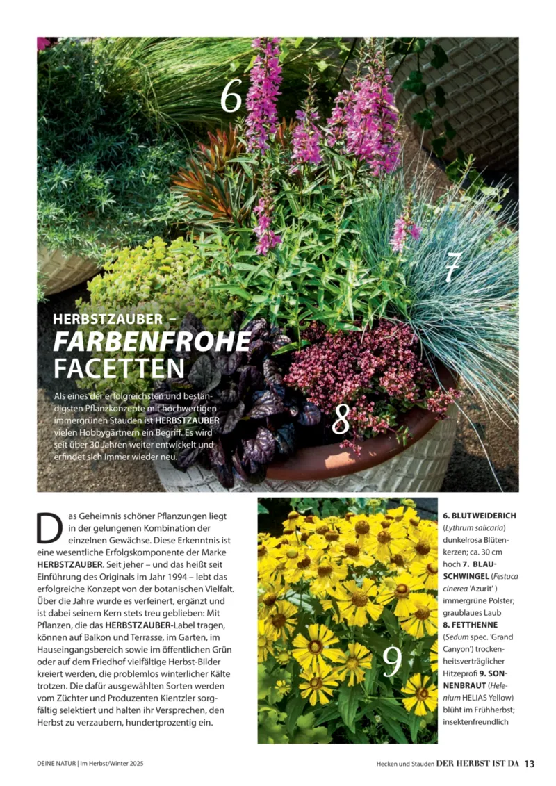Dehner Prospekt vom 09.10.2025, Seite 13