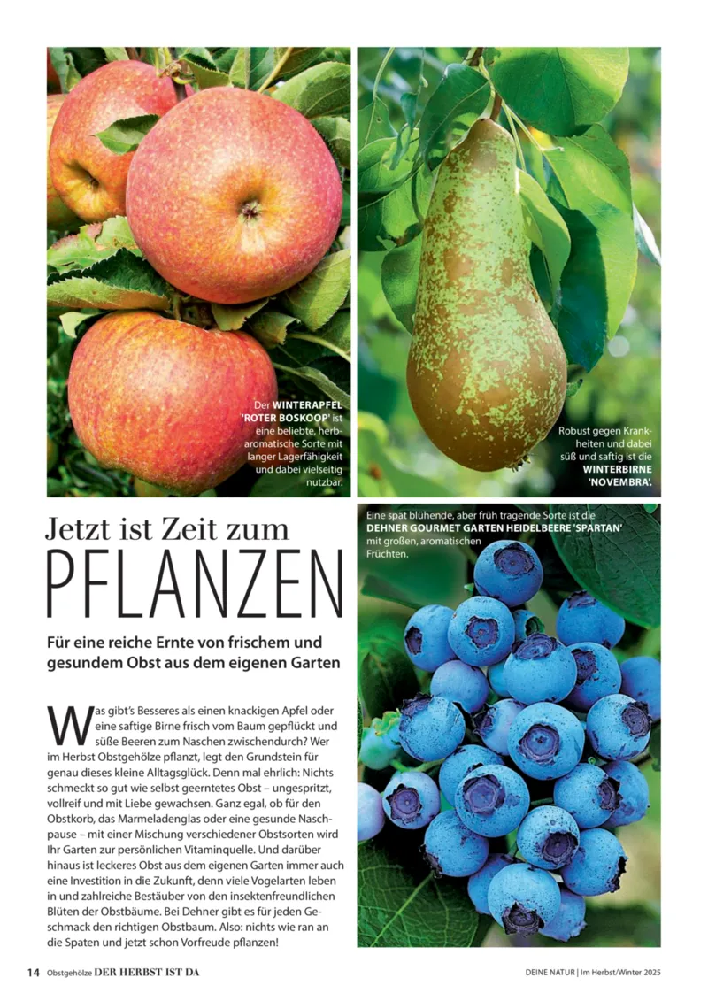 Dehner Prospekt vom 09.10.2025, Seite 14