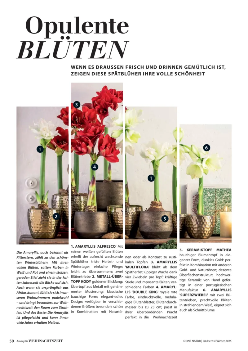 Dehner Prospekt vom 09.10.2025, Seite 50