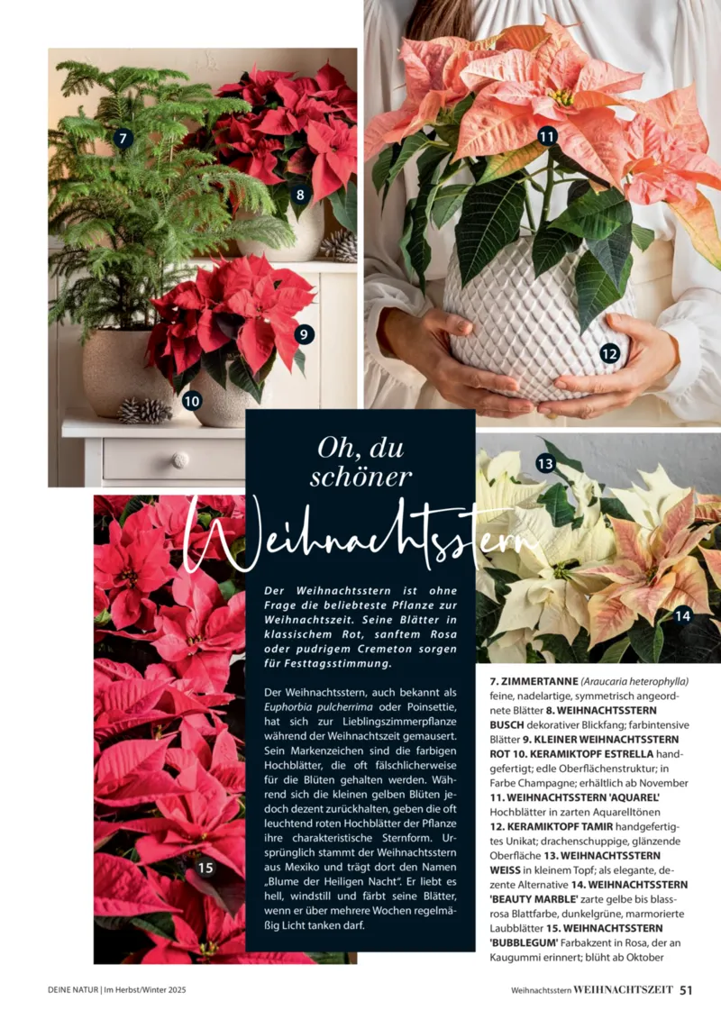 Dehner Prospekt vom 09.10.2025, Seite 51