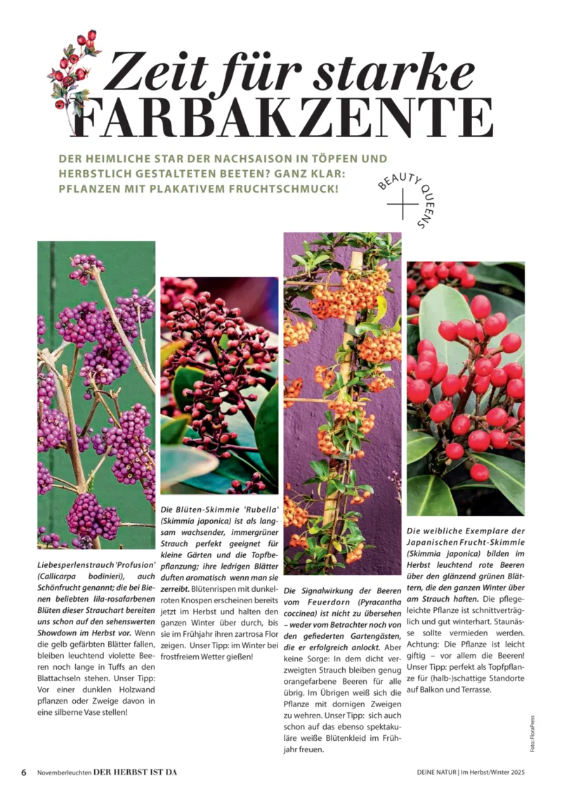 Dehner Prospekt vom 09.10.2025, Seite 6