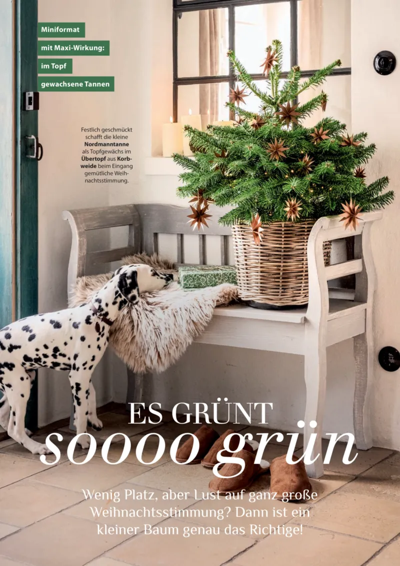 Dehner Prospekt vom 09.10.2025, Seite 62