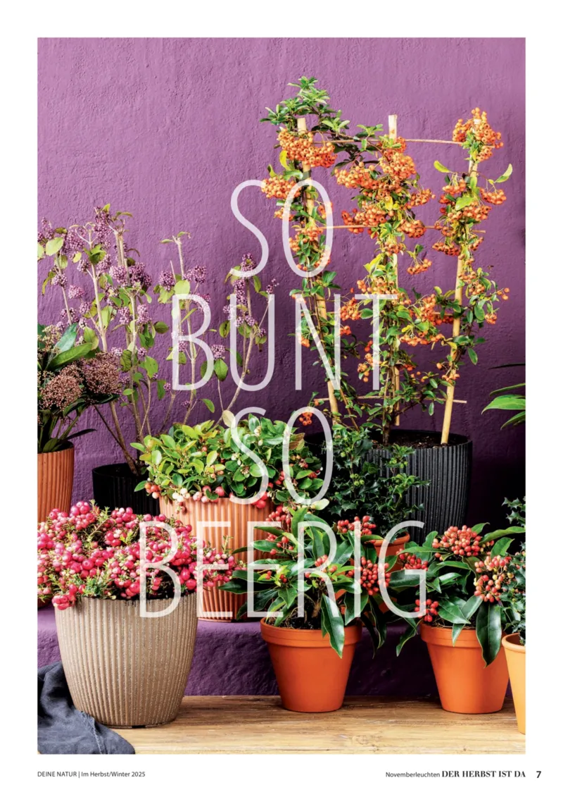 Dehner Prospekt vom 09.10.2025, Seite 7