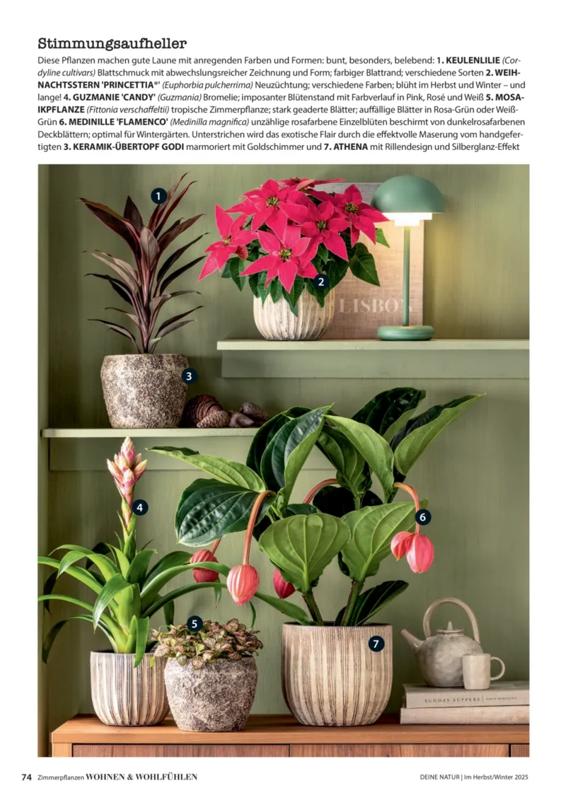 Dehner Prospekt vom 09.10.2025, Seite 74