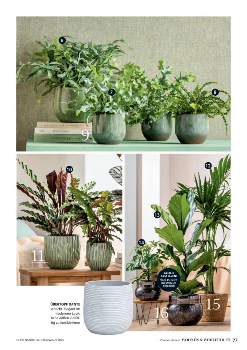 Dehner Prospekt vom 09.10.2025, Seite 77