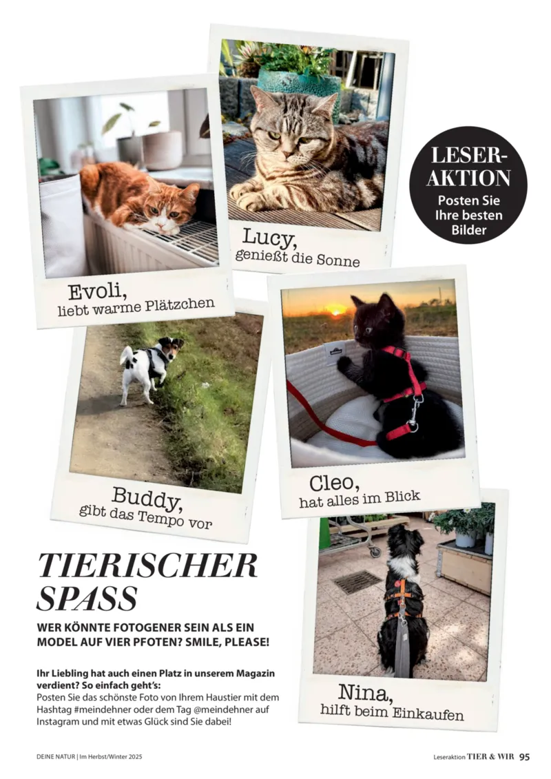 Dehner Prospekt vom 09.10.2025, Seite 95