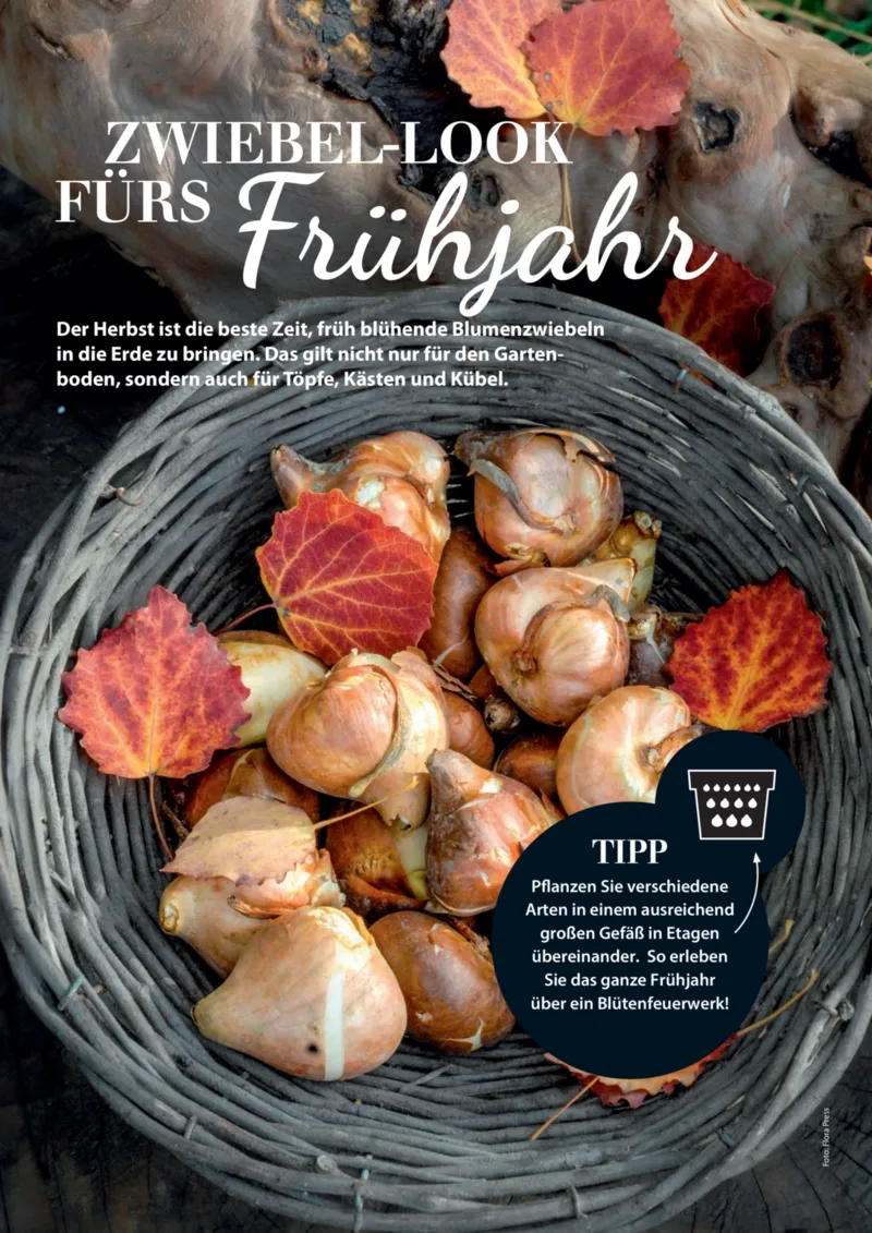 Dehner Prospekt vom 06.01.2026, Seite 16