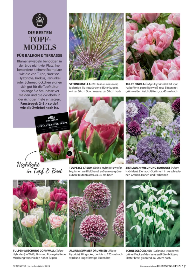 Dehner Prospekt vom 06.01.2026, Seite 17