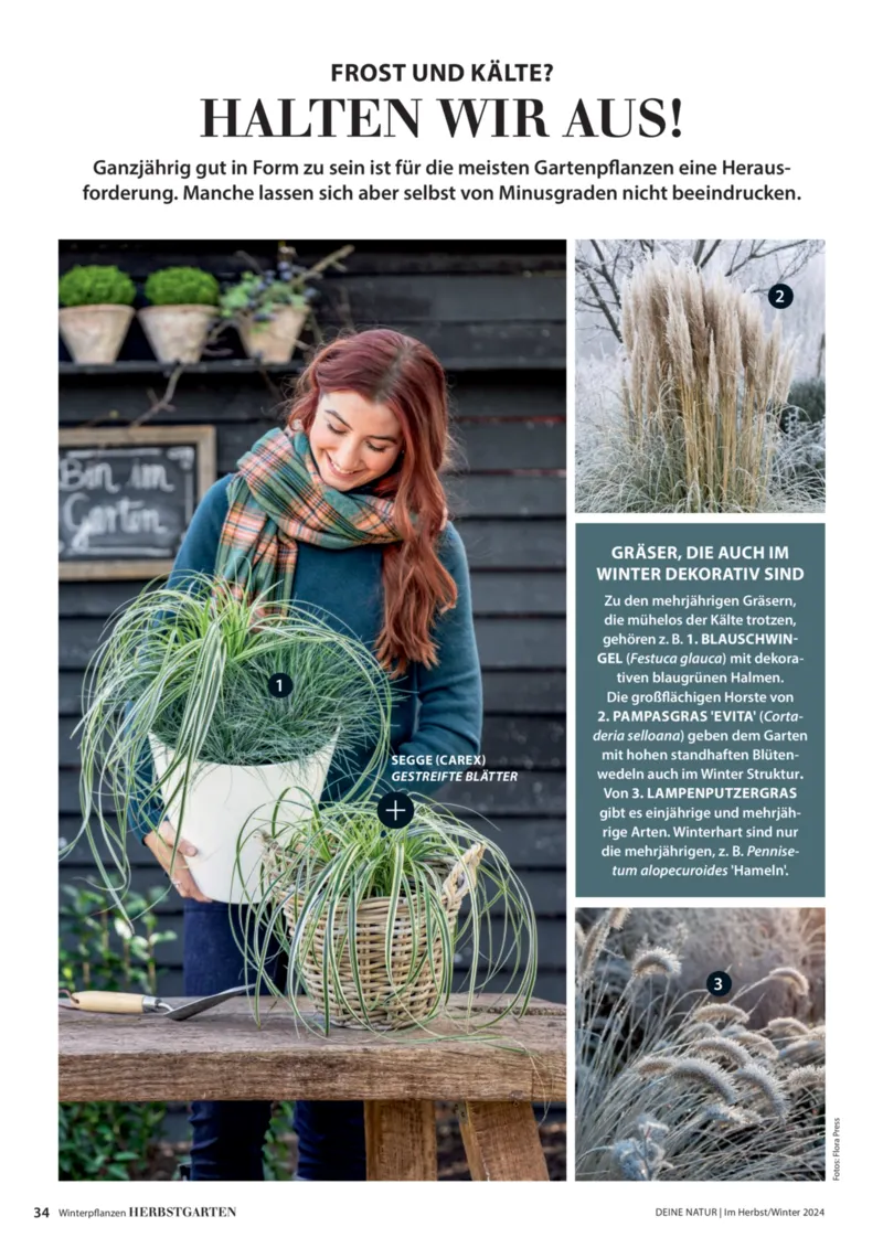 Dehner Prospekt vom 06.01.2026, Seite 34