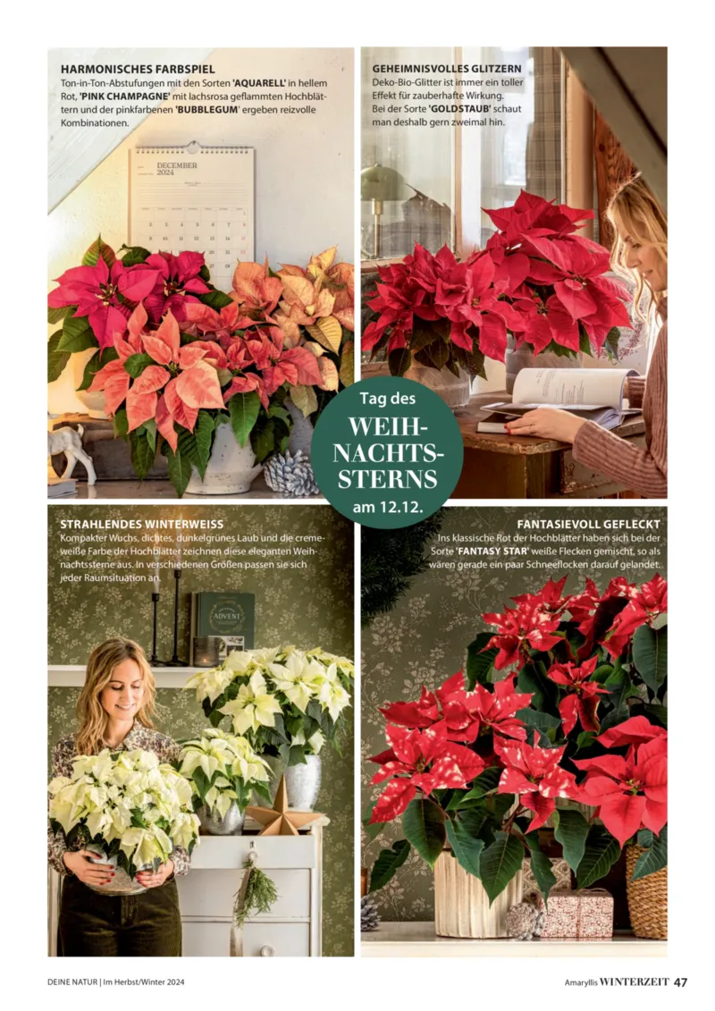 Dehner Prospekt vom 06.01.2026, Seite 47