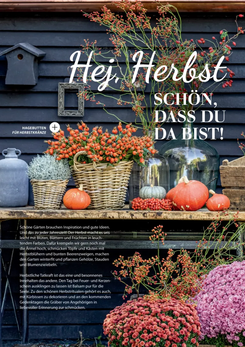 Dehner Prospekt vom 06.01.2026, Seite 6