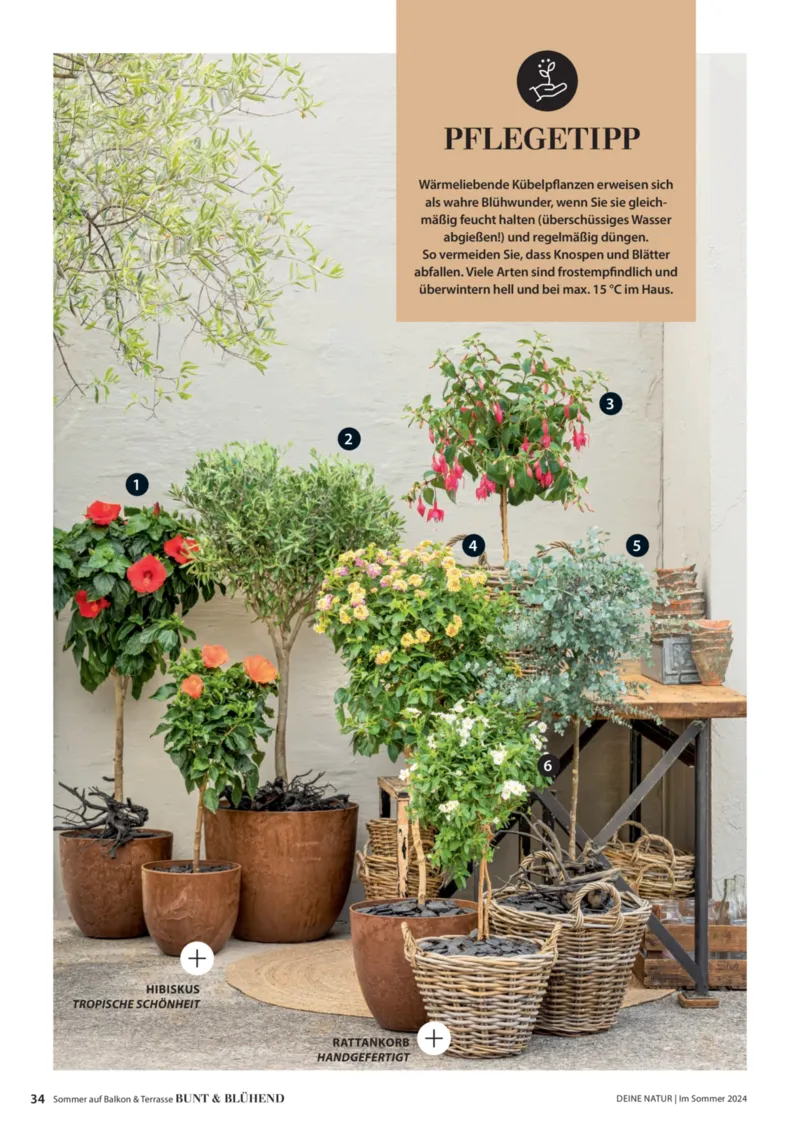 Dehner Prospekt vom 06.01.2026, Seite 34