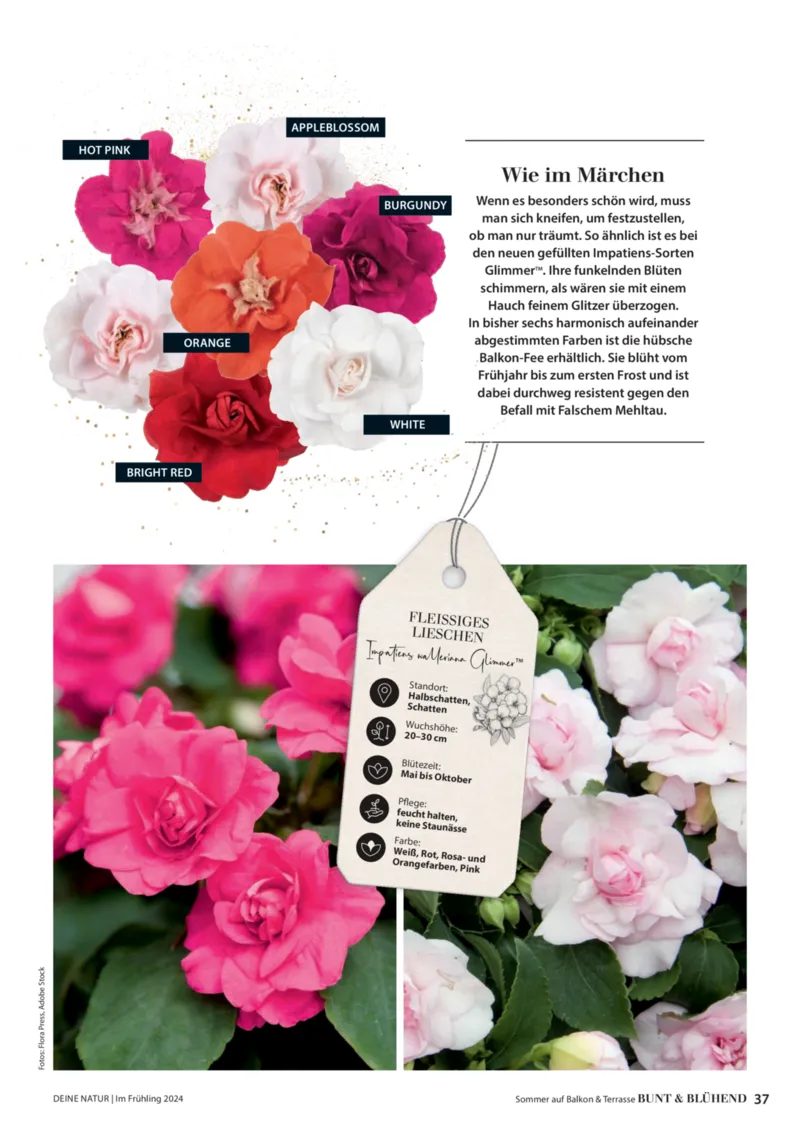 Dehner Prospekt vom 06.01.2026, Seite 37