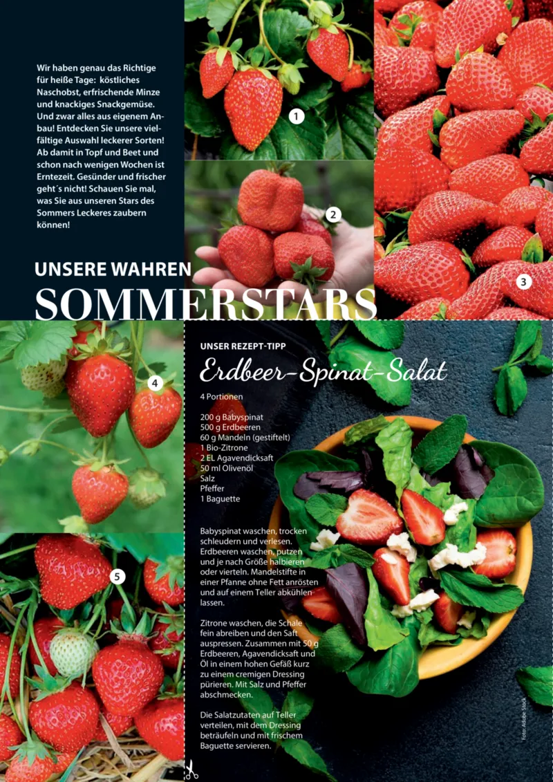 Dehner Prospekt vom 06.01.2026, Seite 44