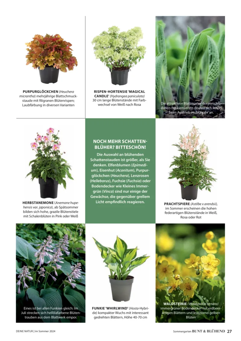 Dehner Prospekt vom 06.01.2026, Seite 27