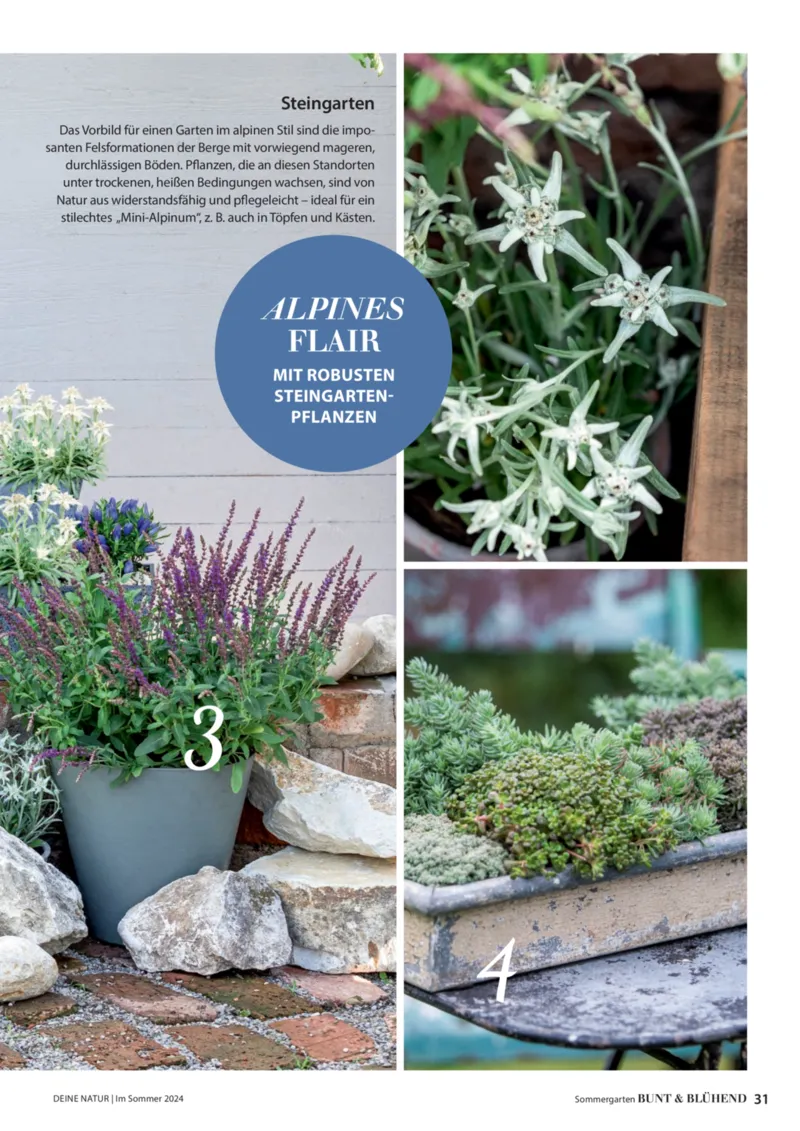 Dehner Prospekt vom 06.01.2026, Seite 31