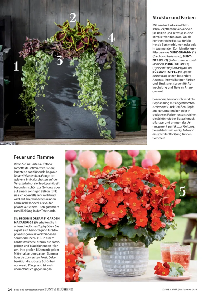 Dehner Prospekt vom 06.01.2026, Seite 24