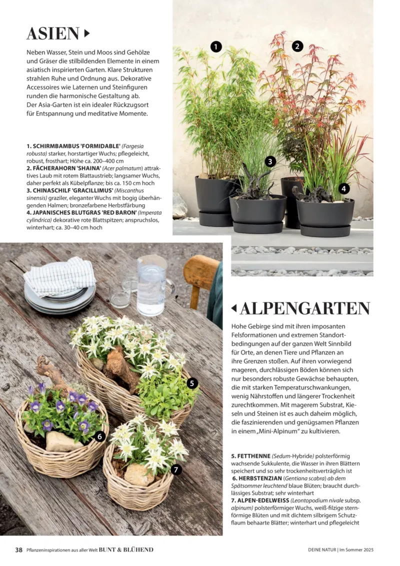 Dehner Prospekt vom 06.01.2026, Seite 38