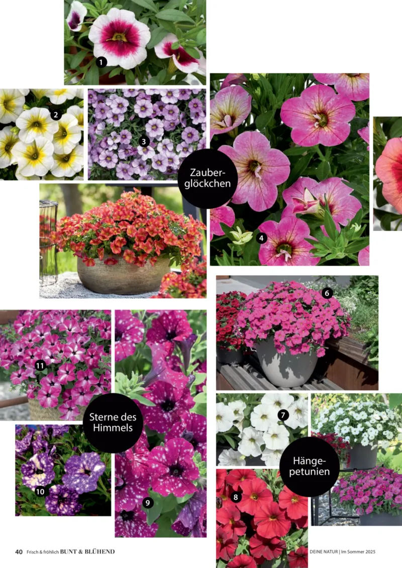 Dehner Prospekt vom 06.01.2026, Seite 40