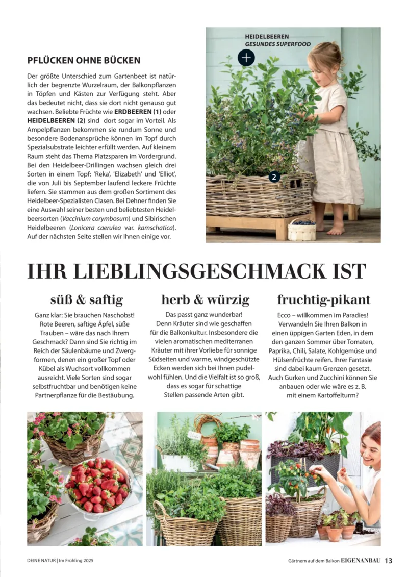 Dehner Prospekt vom 06.01.2026, Seite 13