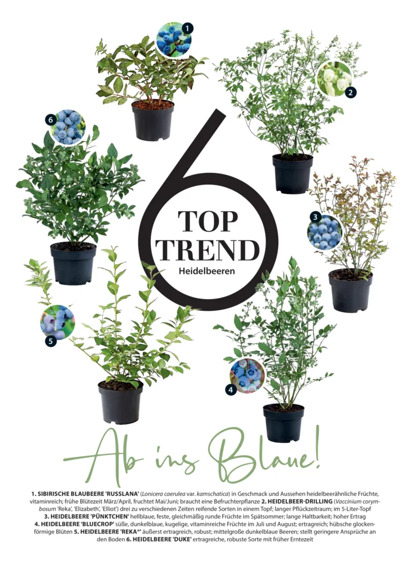 Dehner Prospekt vom 06.01.2026, Seite 14