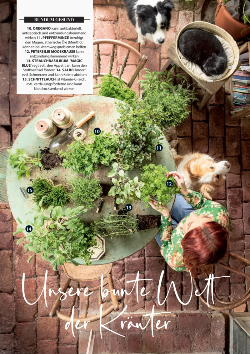 Dehner Prospekt vom 06.01.2026, Seite 17